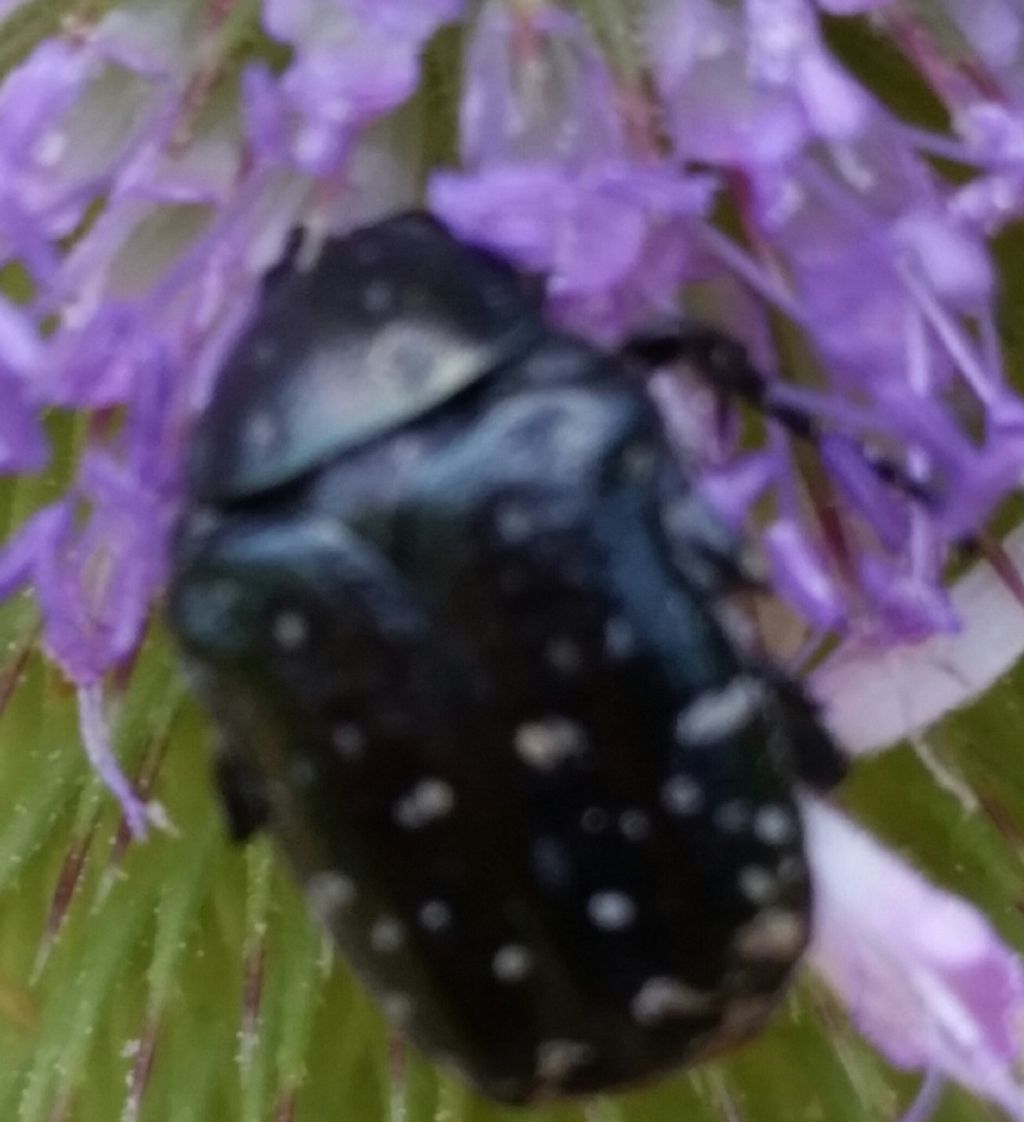 Oxythyrea funesta (Cetoniidae)